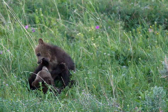 GRZ00359-Grizzly-Bear