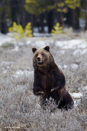 Grizzly Bear Standing - GRZ01198