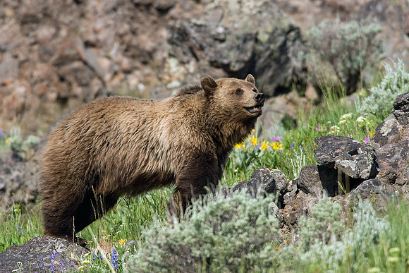 Grizzly Bear - GRZ00558