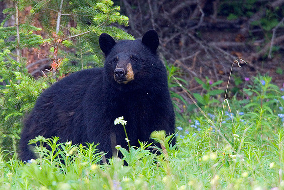 BKBR00217 Black Bear
