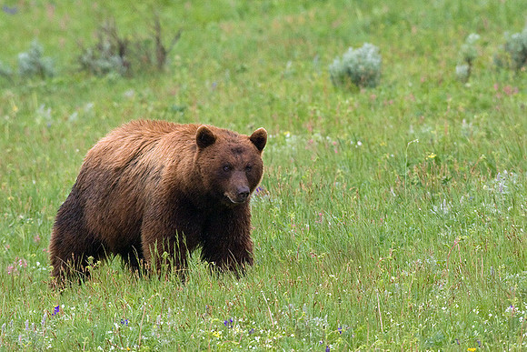 BKBR00776 Black Bear (brown phase)