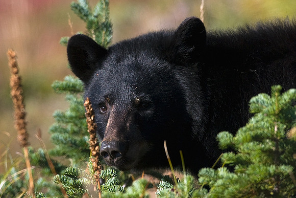 BKBR01074-Black-Bear