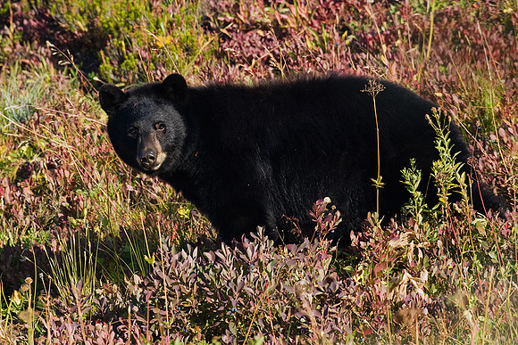 BKBR00947-Black-Bear