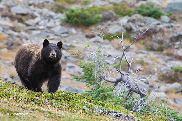 BKBR01270 - Black Bear