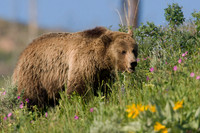 GRZ00533-Grizzly-Bear
