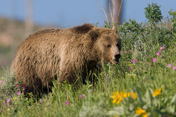 GRZ00533-Grizzly-Bear