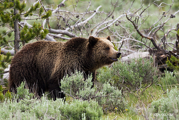 Grizzly Bear - GRZ00057