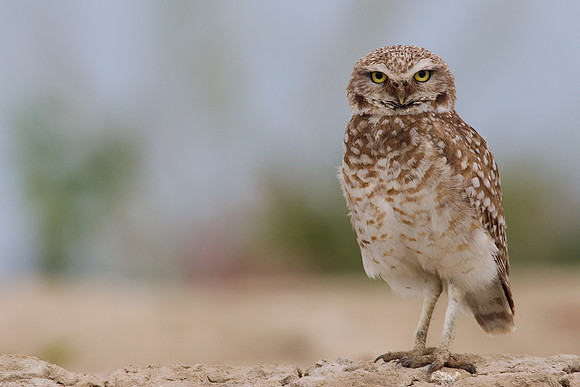 BWOL00370-Burrowing-Owl