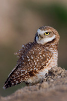 BWOL00074-Burrowing-Owl