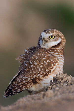 BWOL00074-Burrowing-Owl