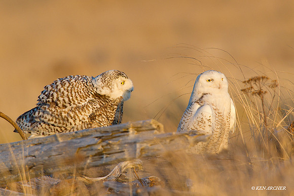 SO01602 Snowy Owl