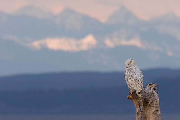 SO00218-Snowy-Owl-(female)