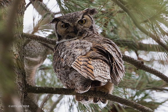 GHO00709 - Great Horned Owl