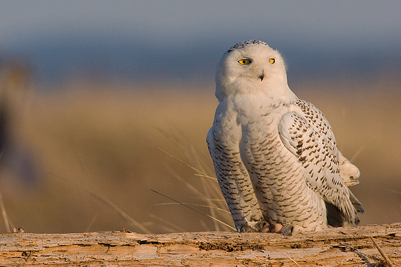 SO00061-Snowy-Owl-(female)