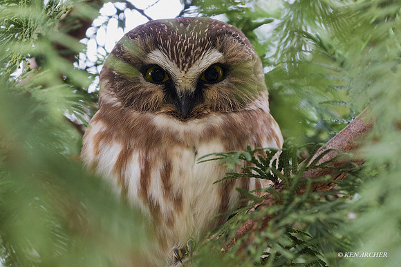 NSWO00006 - Northern Saw-whet Owl