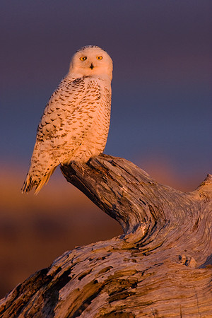 Snowy Owl (female) - SO00262