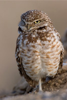 BWOL00051-Burrowing-Owl