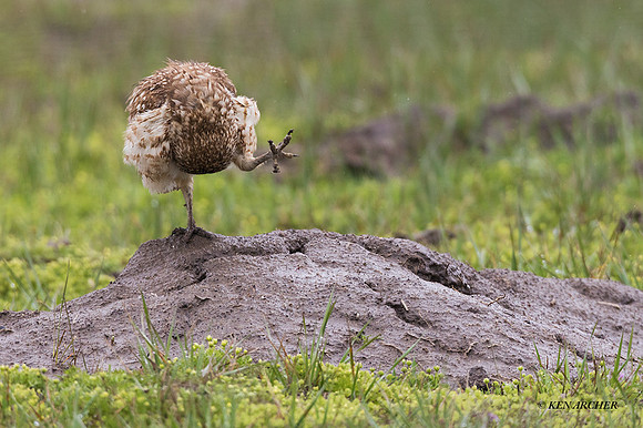 BWOL00942 - Burrowing Owl
