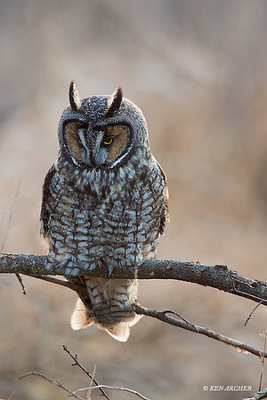 LEO00108 - Long-eared Owl