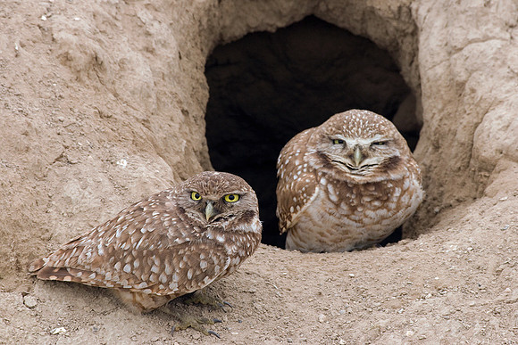 BWOL00155-Burrowing-Owl