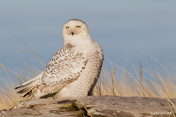 Snowy Owl - SO01027