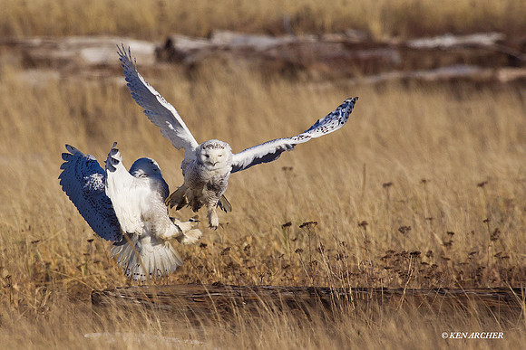 SO00852 Snowy Owl