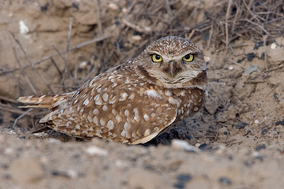 BWOL00204-Burrowing-Owl