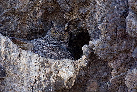 GHO00140-Great-Horned-Owl