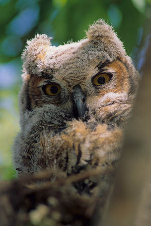 GHO348232-Great-Horned-Owlet