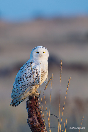 SO00743 Snowy Owl