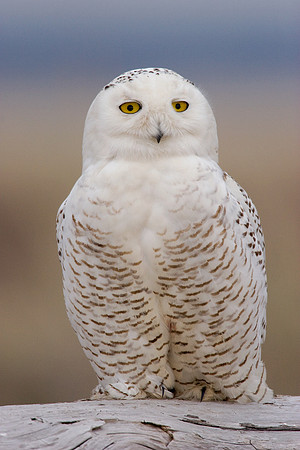 SO00180-Snowy-Owl-(female)