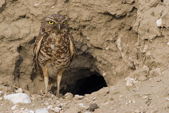 BWOL00267-Burrowing-Owl