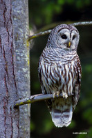 BDOL00016 Barred Owl