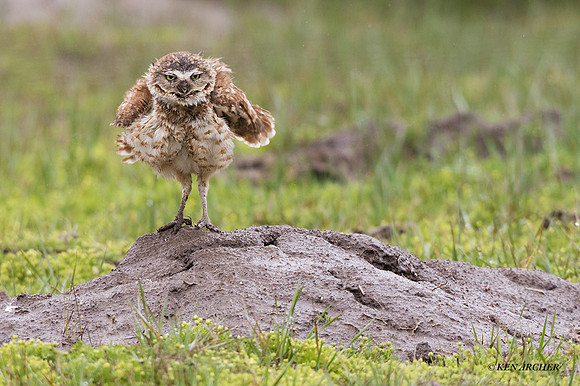 BWOL00932 - Burrowing Owl