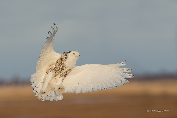 SO03170 - Snowy Owl