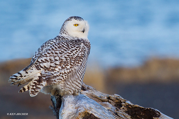 SO01050 Snowy Owl