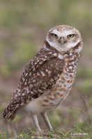 BWOL00717 - Burrowing Owl