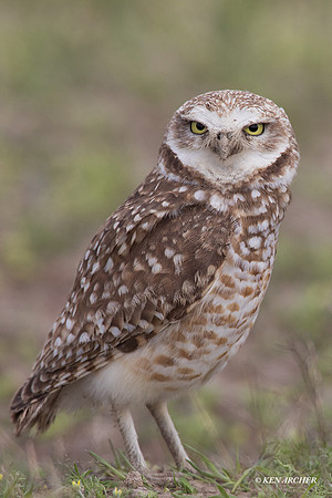 BWOL00717 - Burrowing Owl