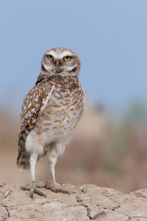 BWOL00347-Burrowing-Owl