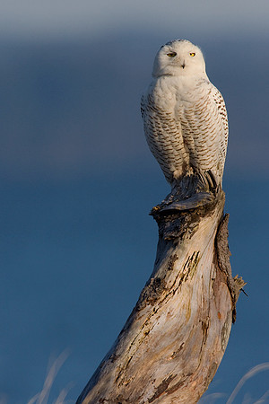 SO00042-Snowy-Owl-(female)