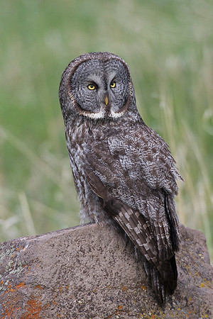 Great Gray Owl - GGO00022