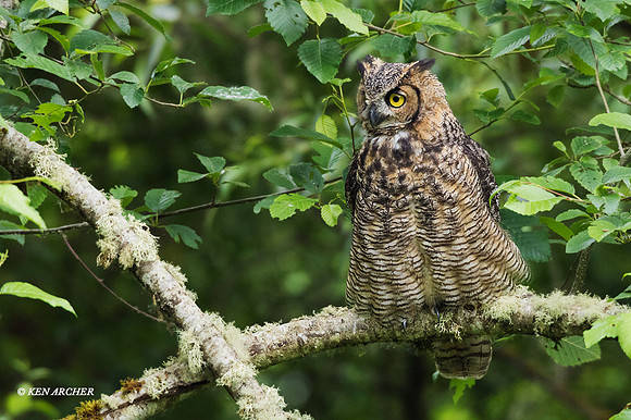 GHO00590 - Great Horned Owl