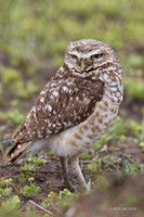 BWOL00827 - Burrowing Owl