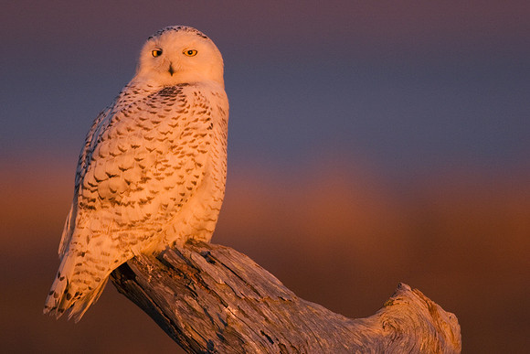 SO00284-Snowy-Owl-(female)