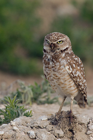 BWOL00295-Burrowing-Owl