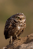 BWOL00127-Burrowing-Owl