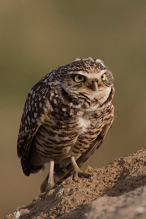 BWOL00127-Burrowing-Owl