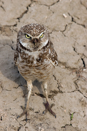 BWOL00284-Burrowing-Owl