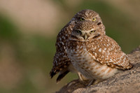 BWOL00102-Burrowing-Owl