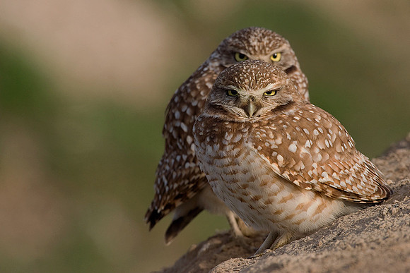 BWOL00102-Burrowing-Owl